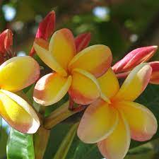 Plumeria Frangipani Seeds Orangelight Frangipani Plumeria Small Trees
