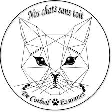 Adoption De Sayuri Moyen Chat Siamois Region Ile De France