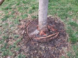 Check spelling or type a new query. Girdling Roots