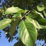 Image result for Berchemia discolor