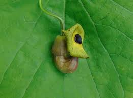 Image result for Aristolochia triactina