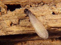 How does invoicing/payment work for most deck contractor projects in new. New Castle County De Pest Control