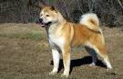 Akita Dogs| Akita Dog Breed Info & Pictures | PetMD