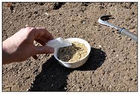 Covering the seeds with soil. Sowing Poppy Seed Outdoors Growing With Plants