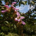 Image result for Canavalia africana