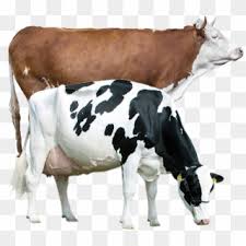 Including transparent png clip art, cartoon, icon, logo, silhouette, watercolors, outlines, etc. Cabeza De Vaca Comics Hd Png Download 1164x385 6230602 Pngfind