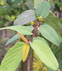 Image result for Berchemia zeyheri