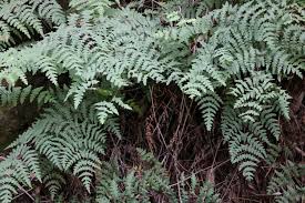 Image result for Histiopteris