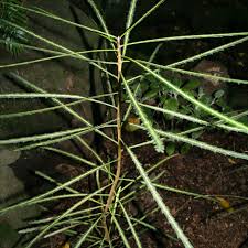 Image result for Pancovia holtzii