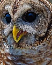 Bird With Big Eyes Name My What Big Eyes You Have Owl Bird Owl Pet Birds