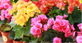Tuberous begonias grow best in a location that has partial to full shade, but bright light. Growing Begonias Planting Care Propagation Feeding And More Pyracantha Co Uk