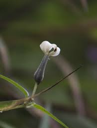 Image result for Ceropegia mirabilis