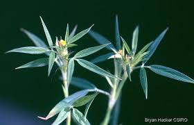 Image result for Stylosanthes