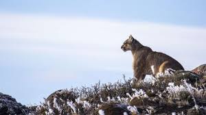 Episodes Nature Pbs