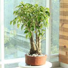 This plant can be grown from seeds, branches, air layering also. Send Paras Peepal Bonsai Plant Online Price Rs 5999 Floweraura