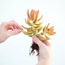 Remeber that succulents store water in their leaves for extended dry periods that may happen. 4 Basic Ways Of Propagating Succulents Leaf Clay