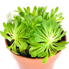 Image result for Meiosperma debile