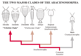 Trilobite Classification Chart