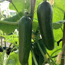 Growing cucumbers is much easier than you'd think. Cucumber Seeds Passandra