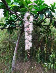 Image result for Barringtonia racemosa