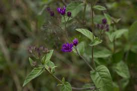 Image result for Gutenbergia rueppellii