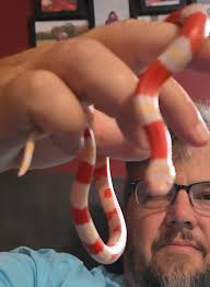 Lost king snake after tank escape?