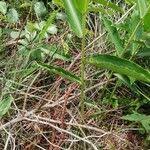 Image result for Aframomum alboviolaceum