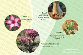 Image result for Adenium multiflorum