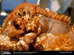 pin on under the waves god s amazing creation ii