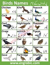 Wood sign features nautical sentiments and weathered finish with rope knot accent. Birds Names List In English And Urdu With Pictures Vocabulary Engrabic