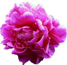 Hot Pink Peonies Peony Flower Buy Peonies Flowers Near Me Wholesale Flowers Carnation Flower Hot Pink Flowers