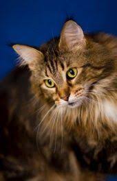In fact, the title for the longest cat in the 2010 guinness world records was held by a cat of this breed. Pin On Maine Coon Cats