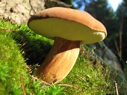 Image result for Boletus badius