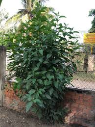 Image result for Vernonia amygdalina