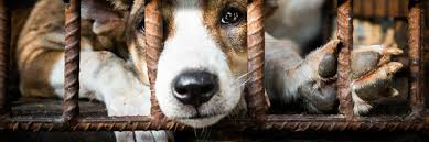 These can vary by organization, but typically include being comfortable in a harness and up to date with shots. While China Bans Dog And Cat Meat Trade In Southeast Asia Is Thriving Press Releases Our Stories Four Paws International