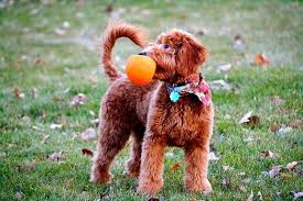 Check spelling or type a new query. Mini Goldendoodle Puppies From Missouri Shelby S Goldendoodles