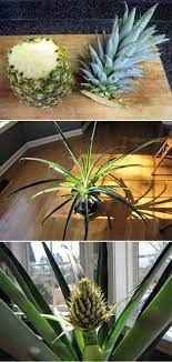 Did You Know That You Can Simply Plant The Top Of A Pineapple In A Pot And Grow Another Plants Grow Pineapple Plant Pineapple Planting