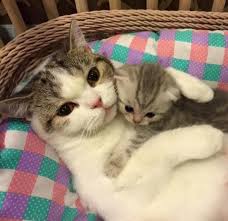 Kedi Tirmalamasi Ile Kuduz Bulasir Mi Turkce Forum Forum Siteleri Oyun Forumu Paylasim Forumu