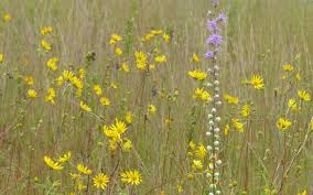 Maybe you would like to learn more about one of these? Kitty Todd Nature Preserve The Nature Conservancy
