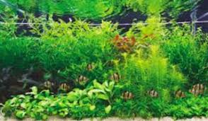 Nah untuk kali ini saya hanya ingin membahas jenis tanaman background aquascape. Mengenal Tanaman Background Aquascape Perikanan