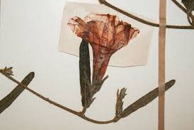 Image result for Ipomoea fulvicaulis