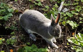 It works and it's guaranteed. Dammann S Garden Company How To Keep Rabbits Out Of Your Garden