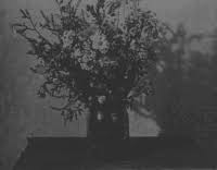 The best gifs of dead flowers on the gifer website. Dead Flowers Gifs Get The Best Gif On Gifer