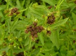 Image result for Melochia melissifolia