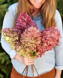 Image result for Hydrangea