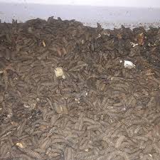 Selamat datang di pakdosen.co.id, web digital berbagi ilmu pengetahuan. Jual Pupa Prepupa Maggot Bsf Di Lapak Kerupuk Kulit Ud Heru Bukalapak