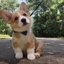 Pembroke Welsh Corgi Cardigan Welsh Corgi Corgi Puppy Corgis For Sale Corgi Price Do Corgis Shed Types Of Corgis Mountai Pembroke Welsh Corgi Corgi Welsh Corgi