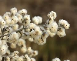 Image result for Stenostelma corniculatum