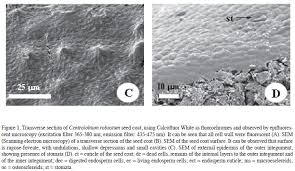 Image result for Centrolobium robustum