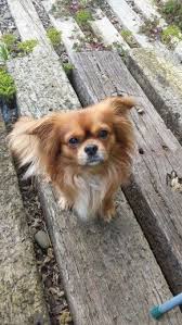 Beau My Chilier Cavalier King Charles Spaniel Chihuahua Hybrid Cute Animals Dog Breeds Puppies